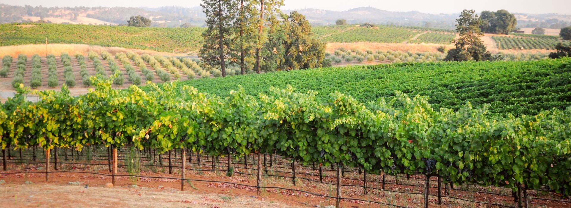 a sweeping vineyard ready for harvest