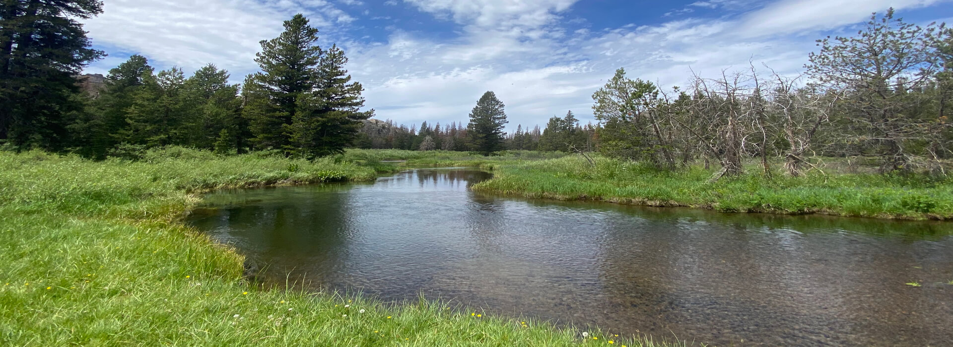 A pond with green grass and trees around it