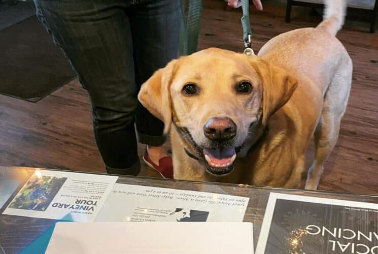 A drown dog looking directly at you in front of a desk with papers